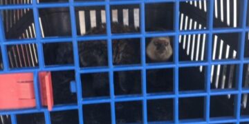 Resgate de sagui mobiliza fiscalização ambiental no centro de Porto Seguro