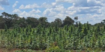 Operação Deméter erradica plantação com cerca de 180 mil pés de maconha na zona rural de Bonito