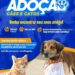 Prefeitura de Eunápolis realiza 4ª Feira de Adoção de Animais nesta sexta-feira (20)