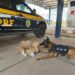 A POLÍCIA RODOVIÁRIA FEDERAL, nas estradas e rodovias, sempre atenta a todos os detalhes do trânsito