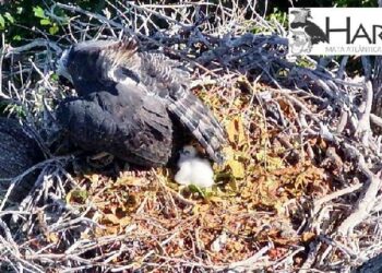 Novo filhote de harpia nasce na área da Estação Veracel