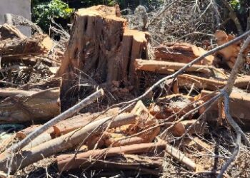 Fiscalização ambiental embarga área por desmatamento irregular em Caraíva, em Porto Seguro