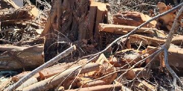 Fiscalização ambiental embarga área por desmatamento irregular em Caraíva, em Porto Seguro