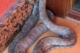 Suaçuboia é resgatada em residência no Outeiro da Glória e devolvida à natureza pela Semac