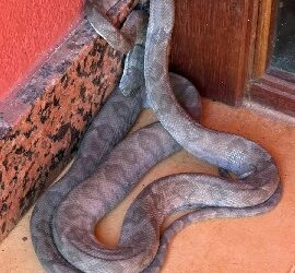 Suaçuboia é resgatada em residência no Outeiro da Glória e devolvida à natureza pela Semac