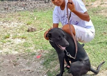 Castramóvel realiza 50 castrações e amplia atendimento veterinário em Arraial d’Ajuda