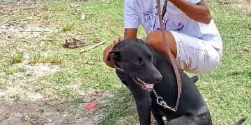 Castramóvel realiza 50 castrações e amplia atendimento veterinário em Arraial d’Ajuda