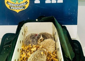 ALÉM DE MUITAS MOTOS, A PRF APREENDE ANIMAIS  E MUITAS DROGAS NAS RODOVIAS