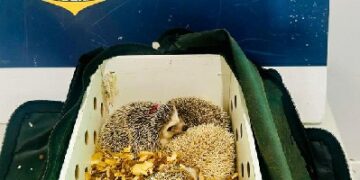 ALÉM DE MUITAS MOTOS, A PRF APREENDE ANIMAIS  E MUITAS DROGAS NAS RODOVIAS
