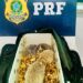 ALÉM DE MUITAS MOTOS, A PRF APREENDE ANIMAIS  E MUITAS DROGAS NAS RODOVIAS