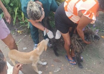 Vacinação emergencial amplia cuidado animal em Arraial d’Ajuda