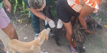 Vacinação emergencial amplia cuidado animal em Arraial d’Ajuda