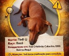 TODI  sumiu, ajudem  sua dona a encontra-lo