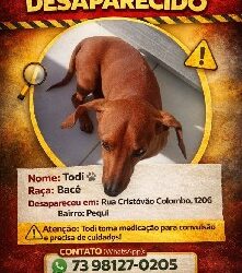 TODI  sumiu, ajudem  sua dona a encontra-lo