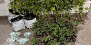 PMBA REALIZA APREENSÃO DE GRANDE QUANTIDADE DE MACONHA EM BELMONTE