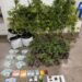 PMBA REALIZA APREENSÃO DE GRANDE QUANTIDADE DE MACONHA EM BELMONTE