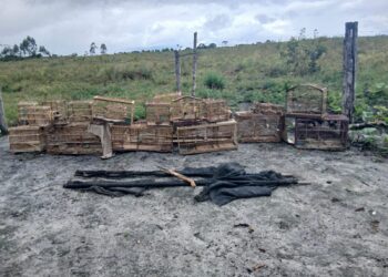 PMBA REALIZA SOLTURA DE ANIMAIS SILVESTRES EM BELMONTE