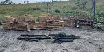 PMBA REALIZA SOLTURA DE ANIMAIS SILVESTRES EM BELMONTE