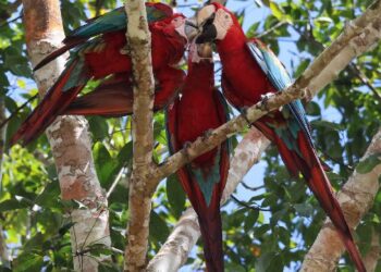 Estação Veracel celebra marco histórico com o nascimento de filhotes de arara-vermelha-grande após quase 200 anos de extinção na Mata Atlântica