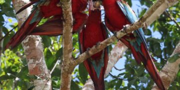 Estação Veracel celebra marco histórico com o nascimento de filhotes de arara-vermelha-grande após quase 200 anos de extinção na Mata Atlântica