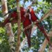 Estação Veracel celebra marco histórico com o nascimento de filhotes de arara-vermelha-grande após quase 200 anos de extinção na Mata Atlântica