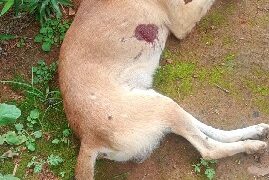PMBA atua em ocorrência de maus-tratos a animal doméstico com resultado morte em Itamaraju