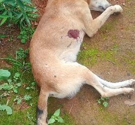 PMBA atua em ocorrência de maus-tratos a animal doméstico com resultado morte em Itamaraju