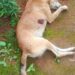 PMBA atua em ocorrência de maus-tratos a animal doméstico com resultado morte em Itamaraju