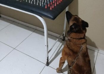PMBA APREENDE GRANDE QUANTIDADE DE DROGAS EM SANTA CRUZ CABRÁLIA