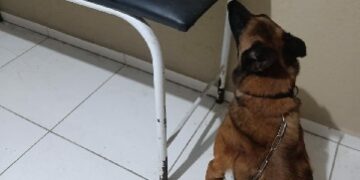 PMBA APREENDE GRANDE QUANTIDADE DE DROGAS EM SANTA CRUZ CABRÁLIA