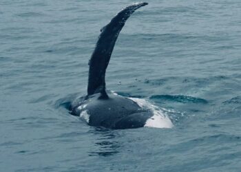 Temporada das baleias-jubarte inicia fomentando turismo de natureza em Porto Seguro