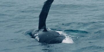 Temporada das baleias-jubarte inicia fomentando turismo de natureza em Porto Seguro