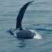 Temporada das baleias-jubarte inicia fomentando turismo de natureza em Porto Seguro
