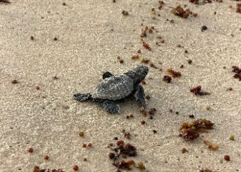 Nascimento de tartarugas-de-pente reforça preservação em Trancoso
