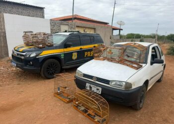 POLÍCIA RODOVIÁRIA FEDERAL, UMA SEGURANÇA A MAIS NAS ESTRADAS E RODOVIAS DO BRASIL.