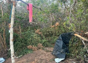 Polícia Civil da Bahia apreende cerca de uma tonelada e meia de maconha em Morro do Chapéu