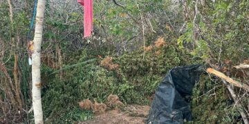 Polícia Civil da Bahia apreende cerca de uma tonelada e meia de maconha em Morro do Chapéu