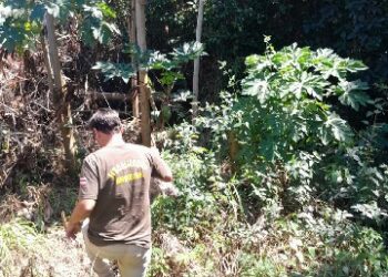 Semac resgata animais silvestres em Porto Seguro