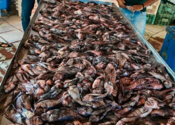 Porto Seguro avança no controle do peixe-leão com captura pioneira na costa
