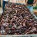 Porto Seguro avança no controle do peixe-leão com captura pioneira na costa
