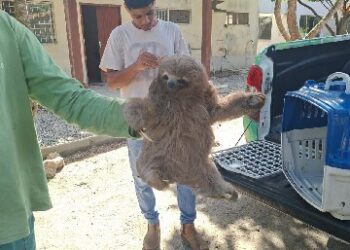 Bicho-preguiça vítima de eletrocussão é resgatado em Arraial d’Ajuda