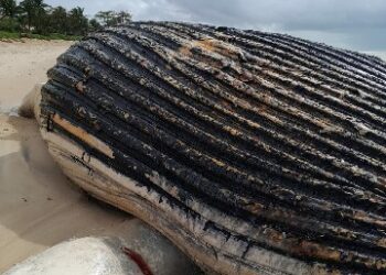 Semac investiga causa de morte de Baleia encontrada na Praia dos Pescadores, em Arraial d’Ajuda