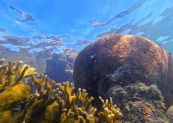 Monitoramento no Recife de Fora não registra presença de peixe-leão
