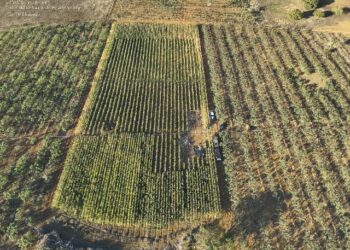 Plantação com cerca de 20 mil pés de maconha é erradicada em Mulungu do Morro