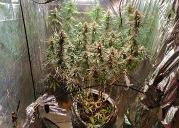 A Polícia Civil da Bahia, por meio da Delegacia Territorial de Trancoso, desarticula estufa indoor de cultivo de drogas no bairro Sapirara, em Trancoso
