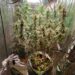 A Polícia Civil da Bahia, por meio da Delegacia Territorial de Trancoso, desarticula estufa indoor de cultivo de drogas no bairro Sapirara, em Trancoso