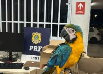 Apreensão de arma, munições, aves, drogas, carros roubados e até estupradores, são trabalhos da PRF nas rodovias.