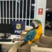 Apreensão de arma, munições, aves, drogas, carros roubados e até estupradores, são trabalhos da PRF nas rodovias.