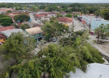 Defesa Civil atualiza levantamento sobre queda de árvores em Trancoso