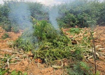 Ação conjunta erradica 2 mil pés de maconha em ilha no Rio São Francisco